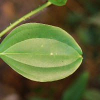 Smilax perfoliata Lour.